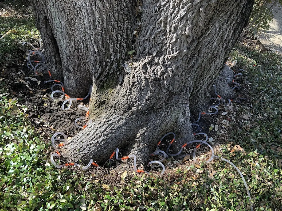 Detailed Tree Cabling and Bracing job site in Soddy Daisy