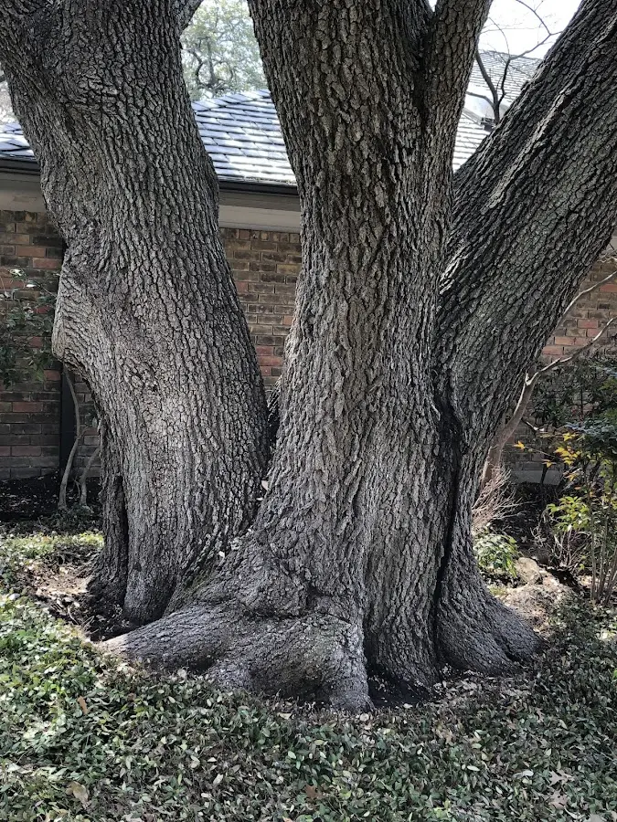 Mature heritage tree close to a Soddy Daisy property cared for by certified arborists